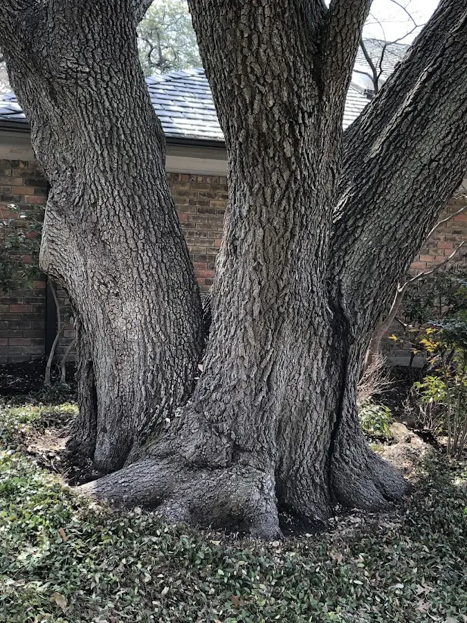Mature heritage tree close to a Astatula property cared for by certified arborists